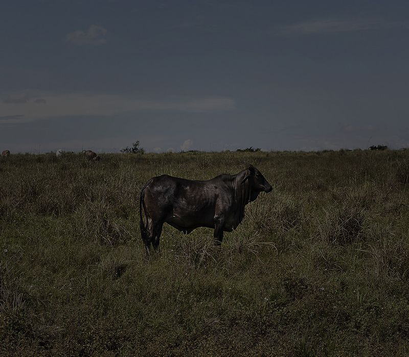 © Mara Sanchez Renero - Image from the El cimarrón y su fandango photography project