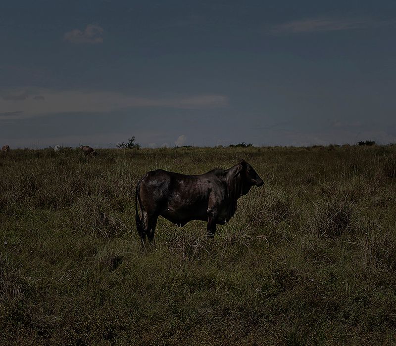 © Mara Sanchez Renero - Image from the El cimarrón y su fandango photography project