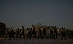 El cimarrón y su fandango