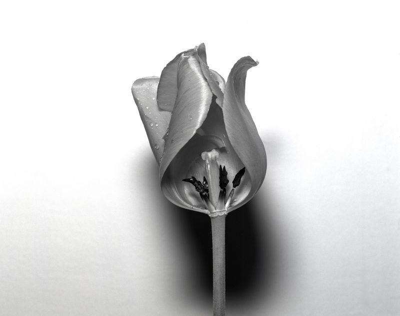 © Lucy Reback - 'Tulip' 2024