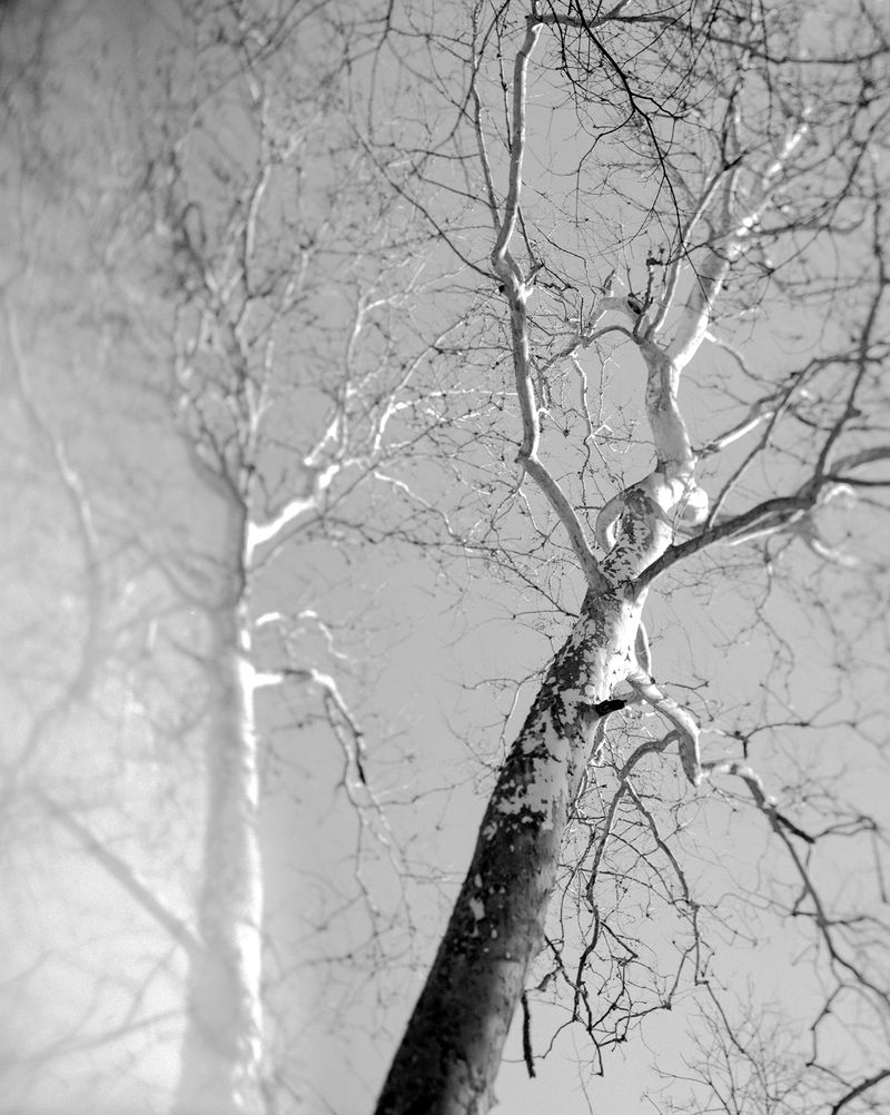 © Lucy Reback - 'Rosendale'2025