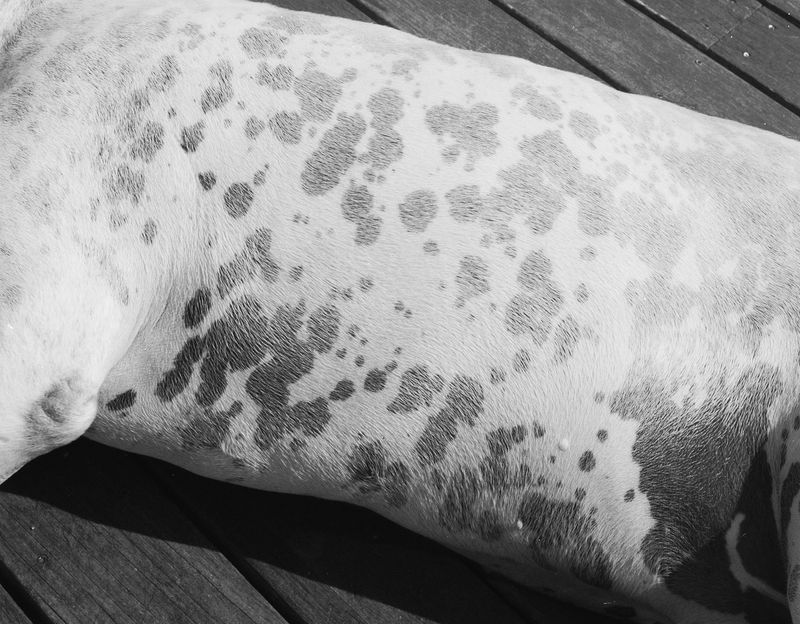 © Lucy Reback - 'Spots' 2024