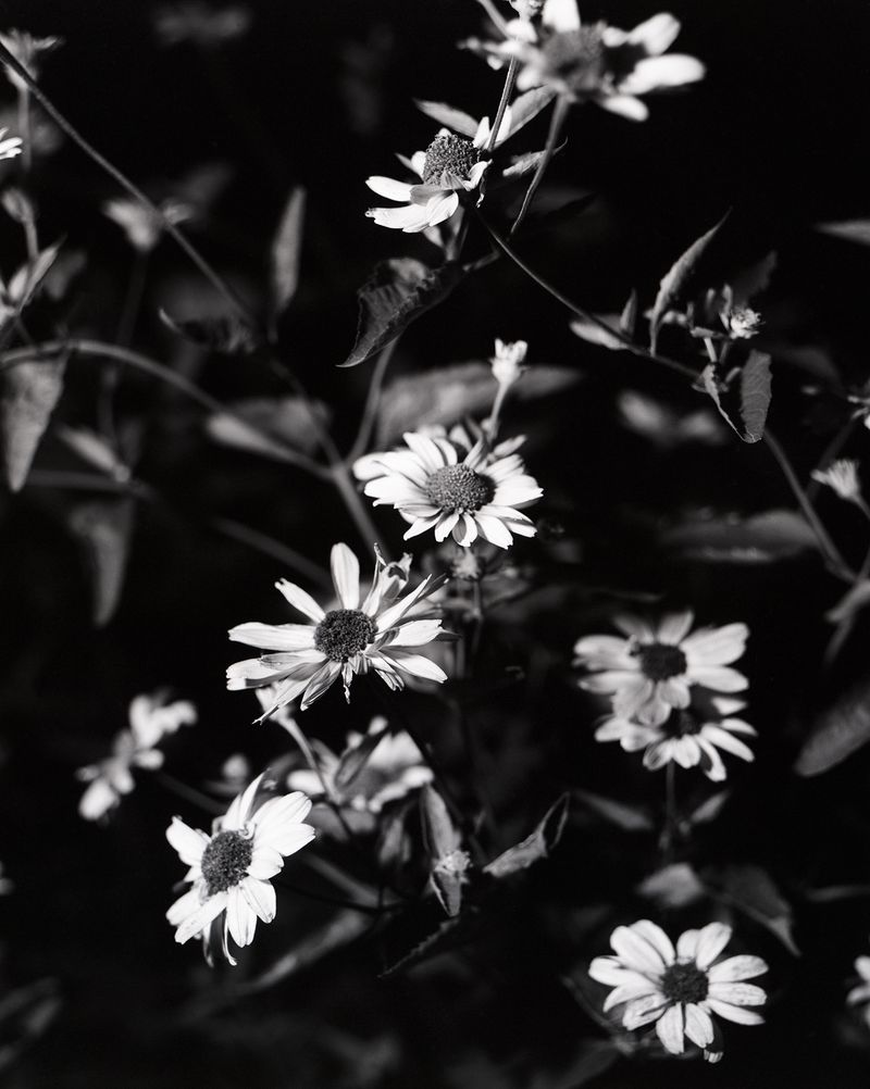 © Lucy Reback - 'Daisys' 2024