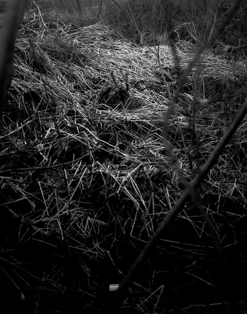 © Lucy Reback - Image from the Sprouting Lillies (Working Title) photography project