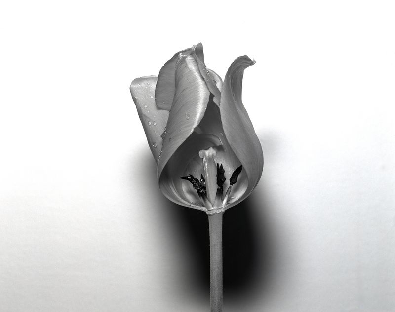 © Lucy Reback - Image from the Sprouting Lillies (Working Title) photography project