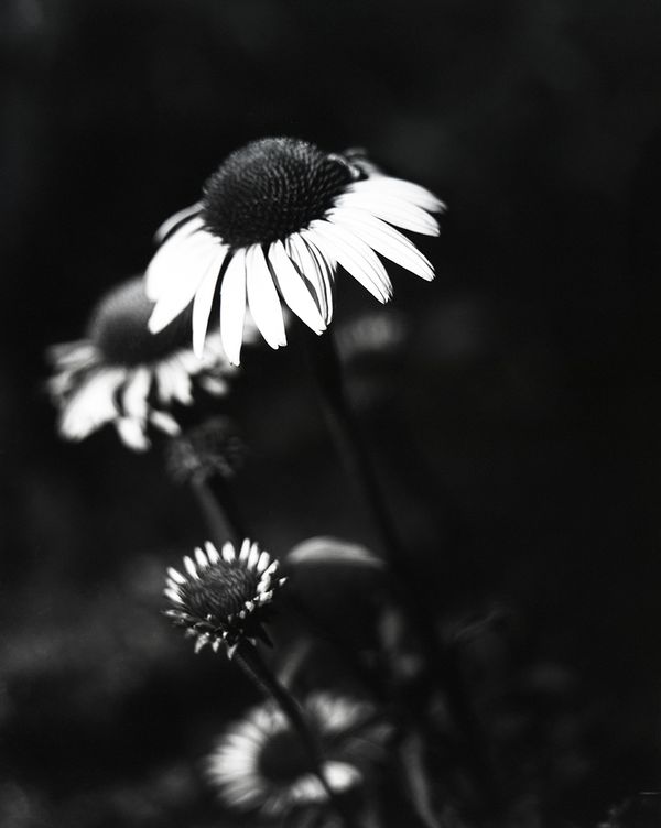 © Lucy Reback - Image from the Sprouting Lillies (Working Title) photography project