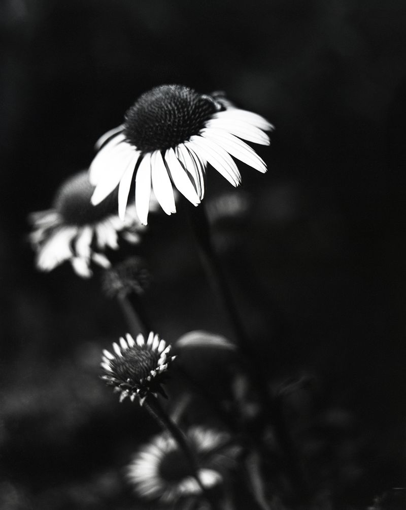 © Lucy Reback - Image from the Sprouting Lillies (Working Title) photography project