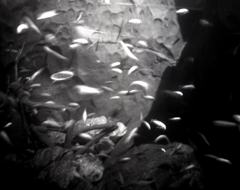 © Lucy Reback - Image from the Sprouting Lillies (Working Title) photography project