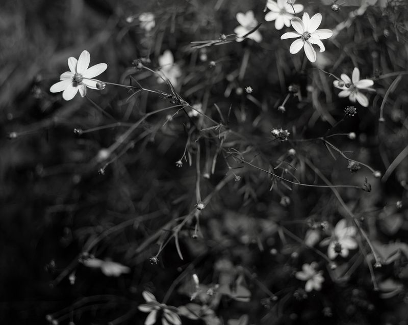 © Lucy Reback - Image from the Sprouting Lillies (Working Title) photography project