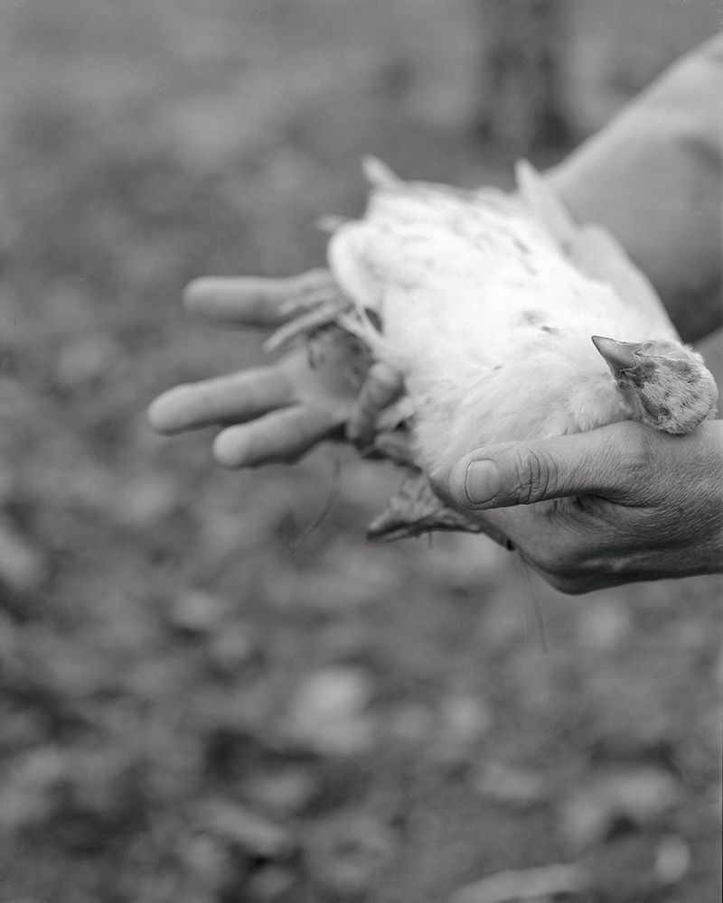 © Lucy Reback - Image from the Feathers to Flesh photography project