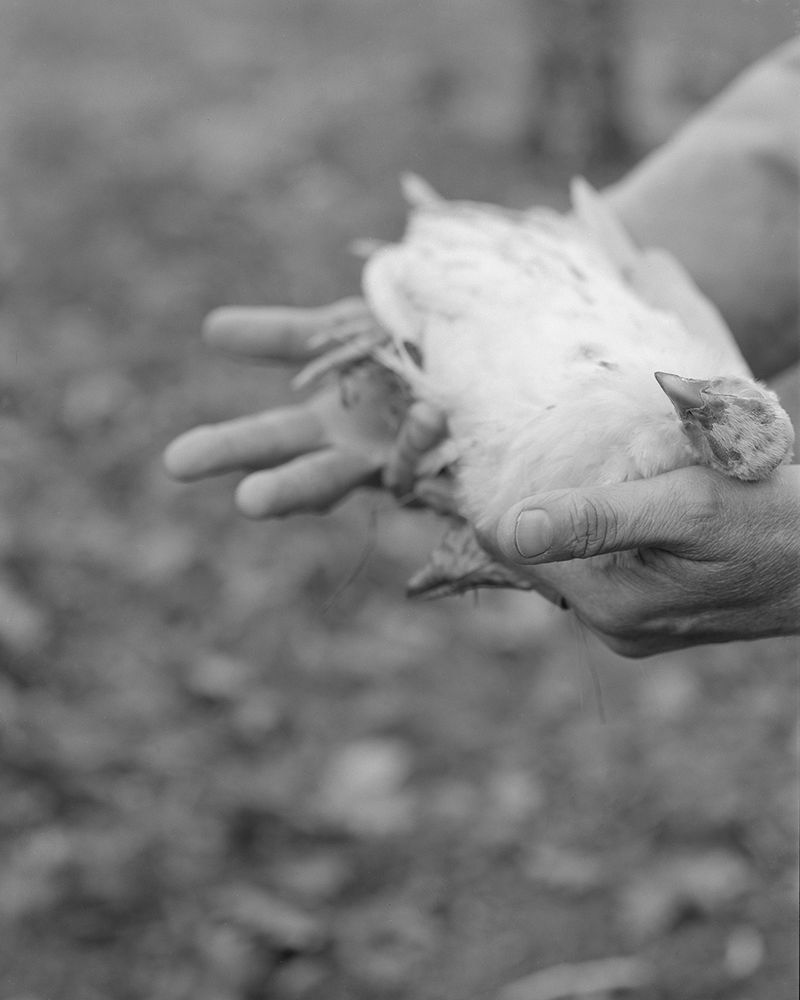 © Lucy Reback - Image from the Feathers to Flesh photography project