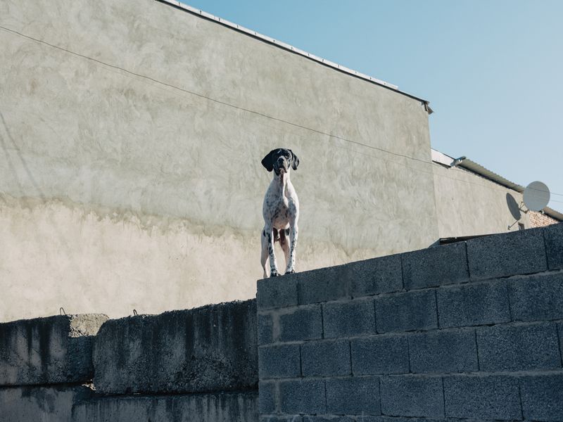 © Lea Greub - A watchdog on a wall in Gori, the birthplace of Stalin. Gori 2023