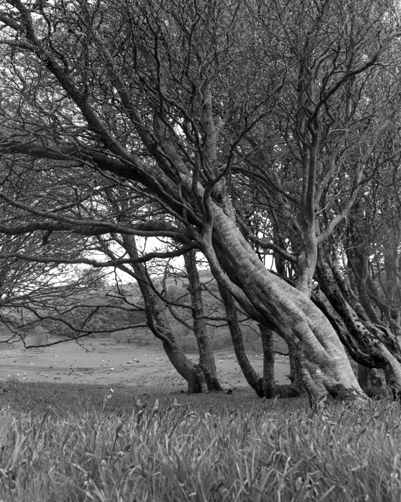 © Dakota Sebourn - Image from the An Dùil Latha Bealltainn photography project