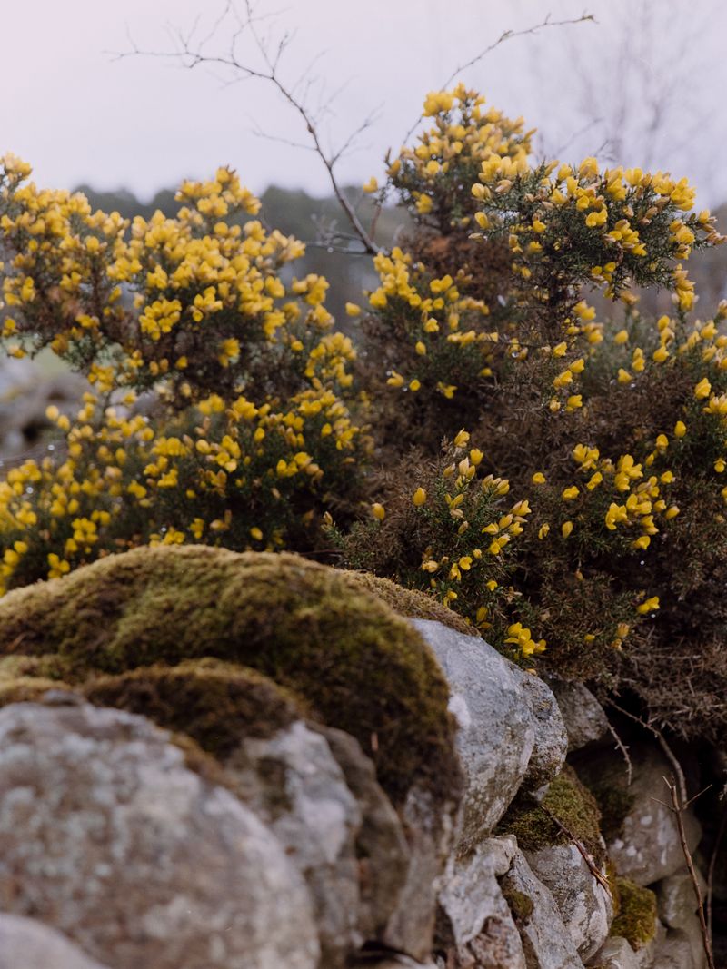 © Dakota Sebourn - Image from the An Dùil Latha Bealltainn photography project