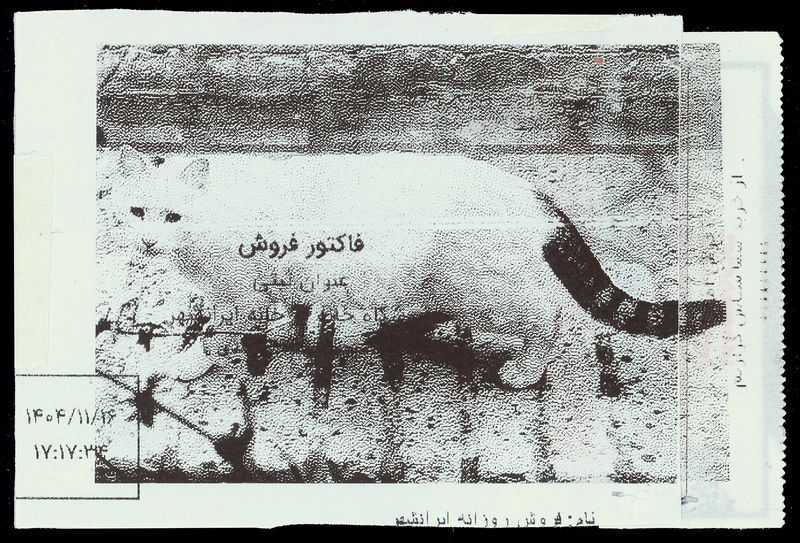 © Caro Mirzoyan - Tehran Cat N5