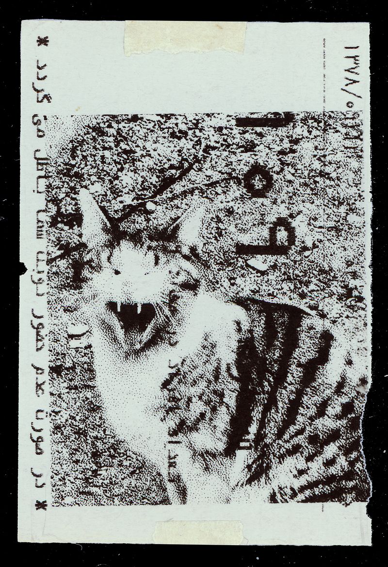 © Caro Mirzoyan - Tehran Cat N13