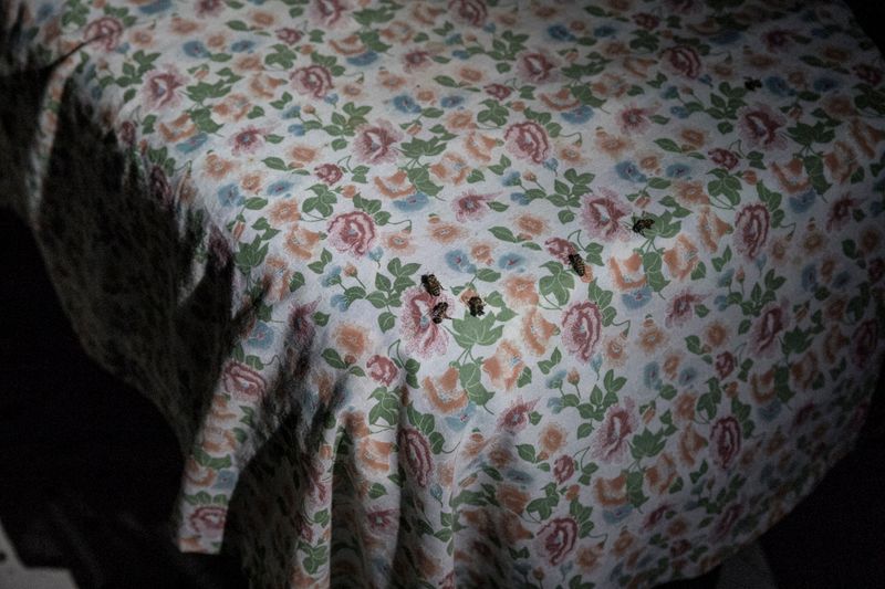 © Fabiola Ferrero - Image from the I Can't Hear the Birds photography project