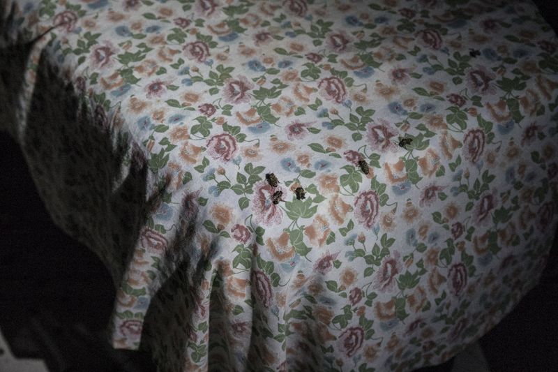 © Fabiola Ferrero - Image from the I Can't Hear the Birds photography project