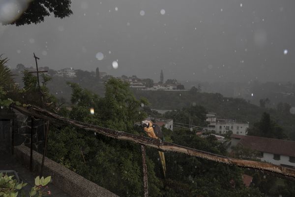 © Fabiola Ferrero - A guacamaya under heavy rain in Caracas.