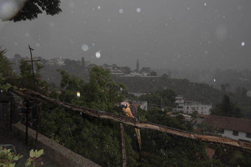 © Fabiola Ferrero - A guacamaya under heavy rain in Caracas.
