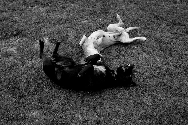 © Fabiola Ferrero - Two dogs play over the grass in San Cristóbal, Venezuela.