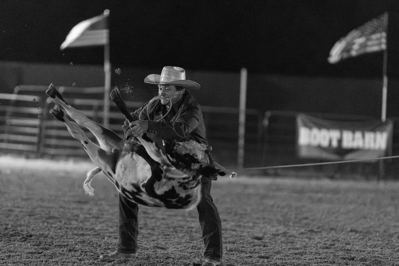 © Rian Nelson - A cowboy flips a calf, holding a lasso in his mouth he will tie three of the calfs legs together.