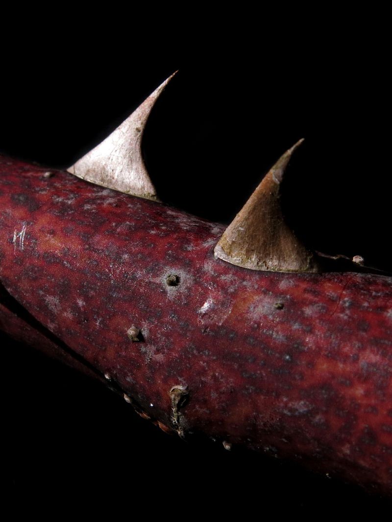 © Chiara Benzi - Image from the Endure photography project