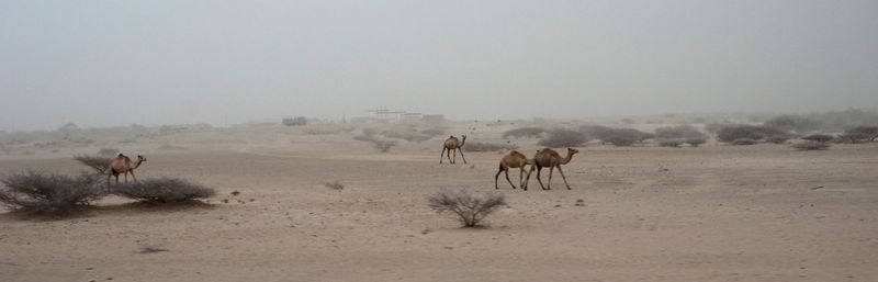 © Akberet Johanna Ghebray - Massawa / Eritrea - breathtaking camel horde