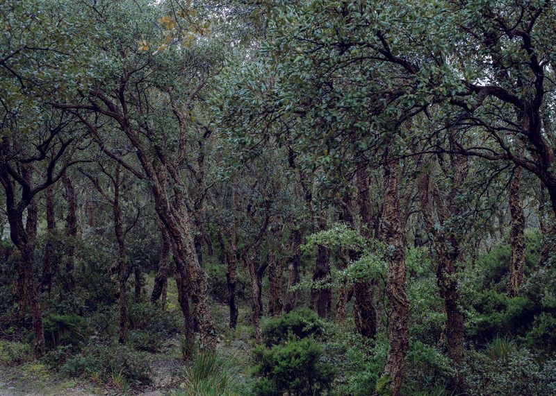 © Bianca Maldini - Once some told me of a boy who made a forest grow.