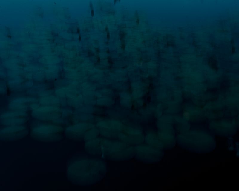 © Laima Arlauskaitė - Euphoros X