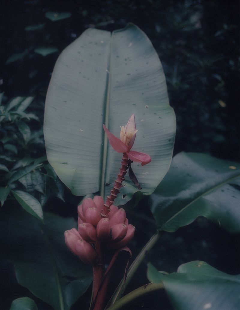 © Roxane Moreau - Genesis