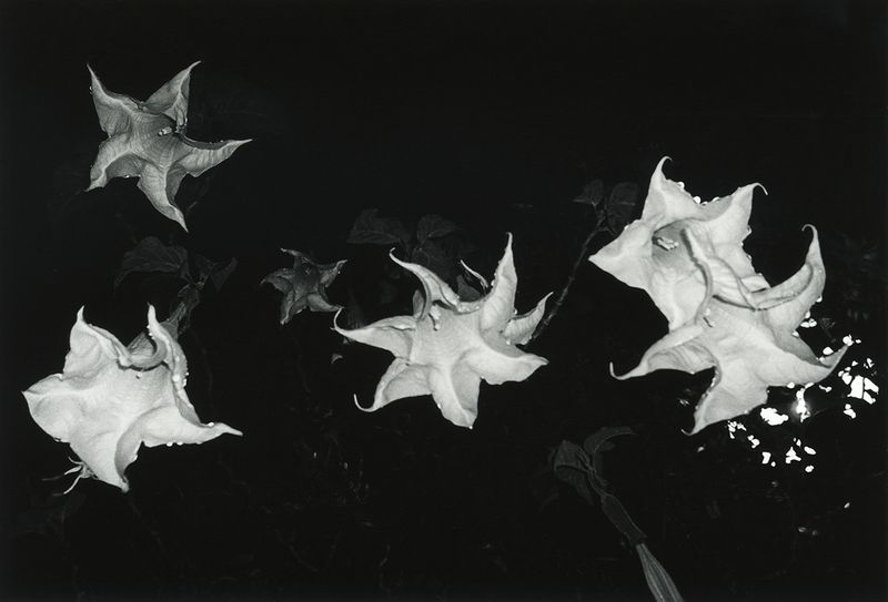 © Roxane Moreau - Cosmic conversation