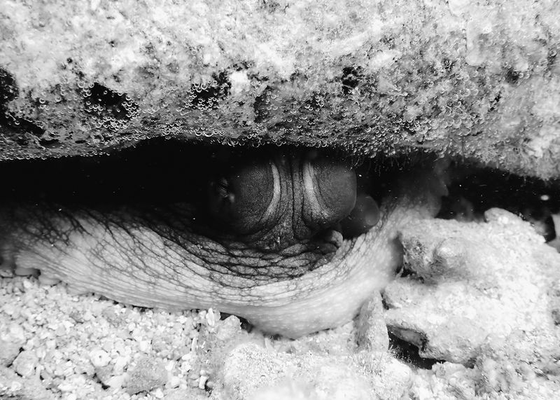 © Roxane Moreau - Octopus