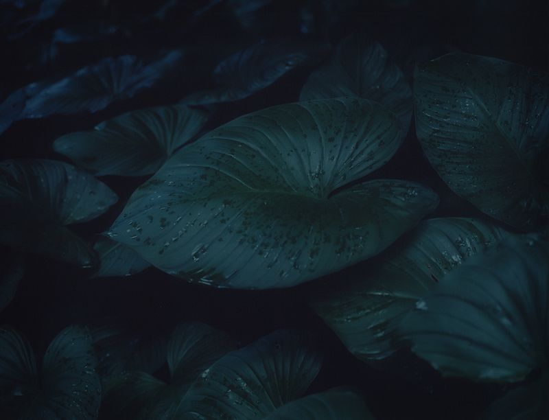 © Roxane Moreau - I found myself crying with nature