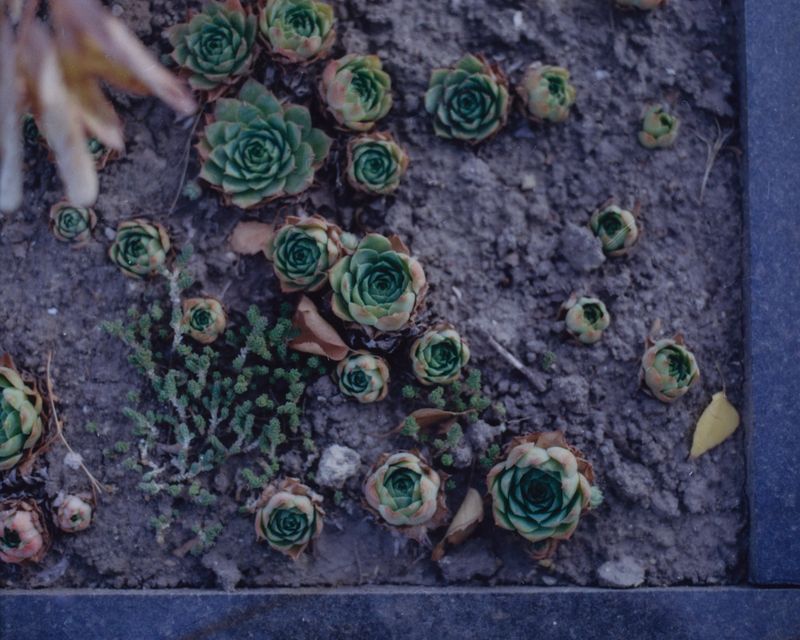 © shelestvetrovki - Image from the The Earth She Tends photography project
