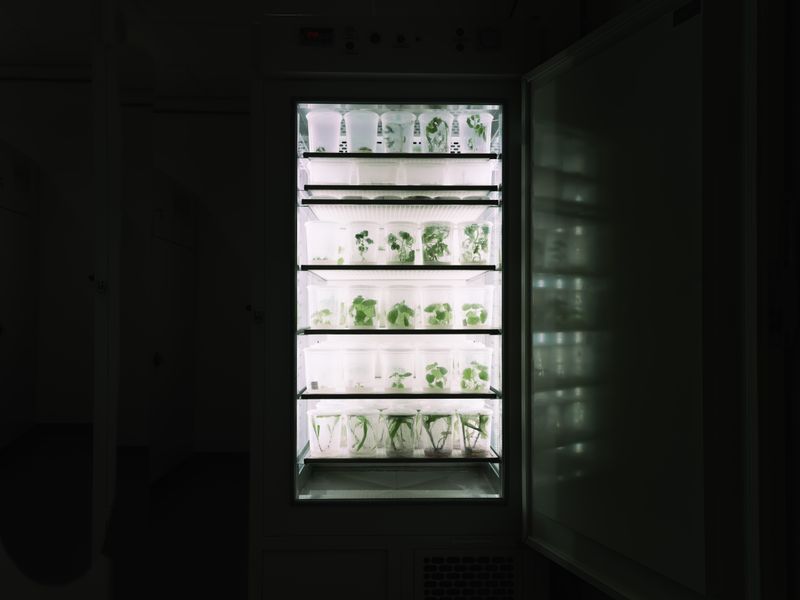 © Lorenzo Poli - Ecosystemic Appliance The serial evolution of genomic editions.