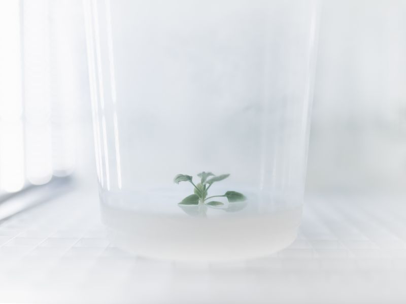 © Lorenzo Poli - Photo-synthetic Isolation The ecosystemic complexity stripped down to a refrigerated minimum.