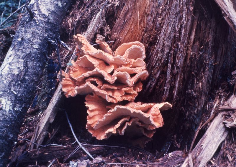 © Ola Skowrońska - Image from the Trinity, 0.16 photography project