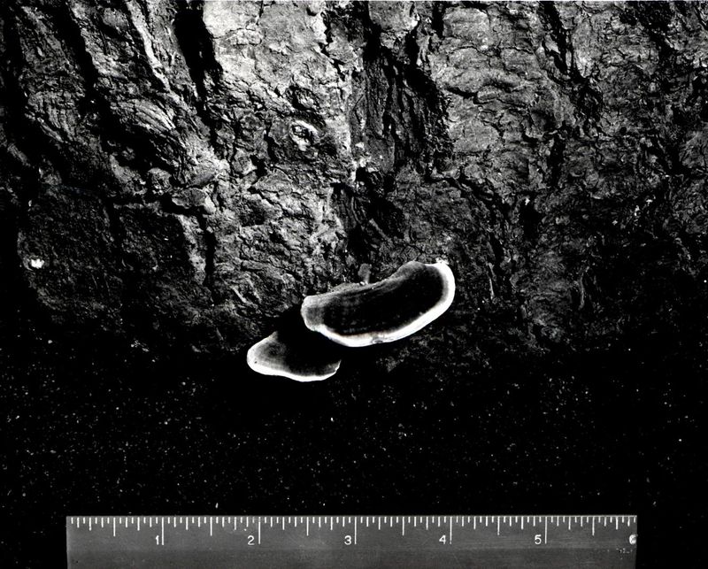 © Ola Skowrońska - Image from the Trinity, 0.16 photography project