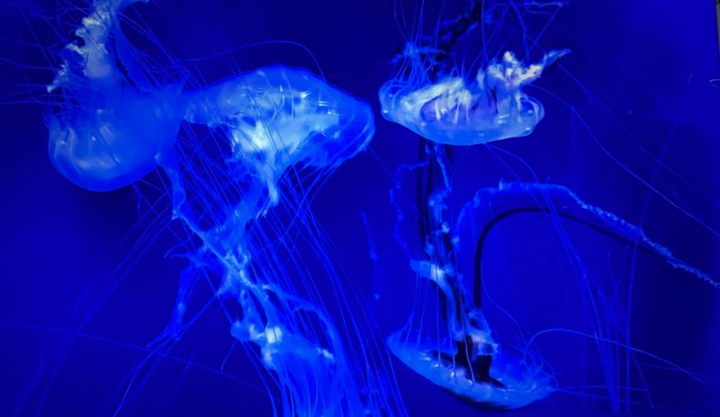 © Cynthia Penter - Jelly Fish Underwater