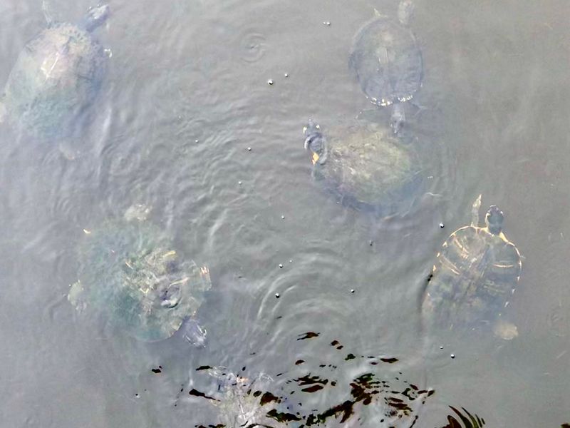 © Cynthia Penter - Turtles and Oil