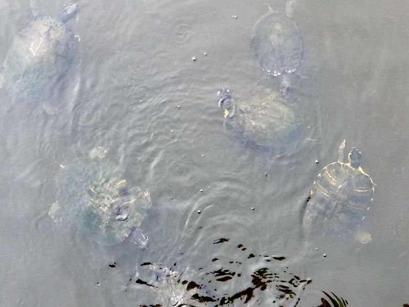 © Cynthia Penter - Turtles and Oil