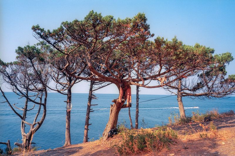 © Nikita Shokhov - Utrish, Lagoon, juniper tree