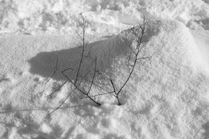 Inward Pace