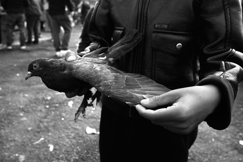© Ali Rıza Yıldırım - A young boy closely inspecting a pigeon’s wing.