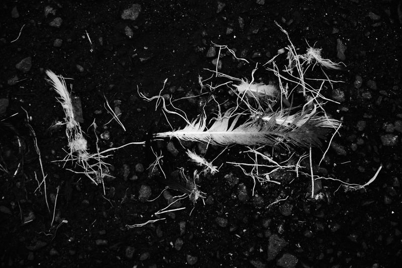 © Ali Rıza Yıldırım - Image from the Edirnekapı Bird Bazaar photography project