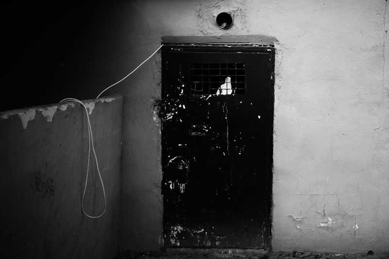 © Ali Rıza Yıldırım - A white pigeon clinging to the cage door, gazing at the world outside.