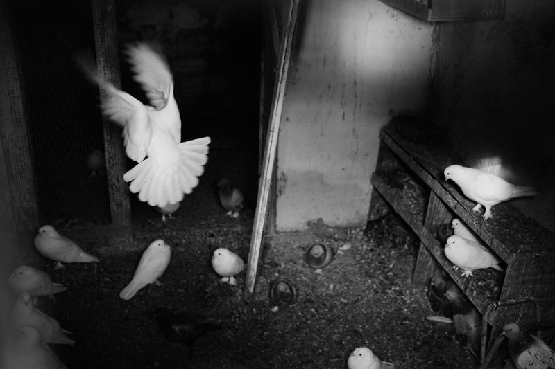 © Ali Rıza Yıldırım - Image from the Istanbul Edirnekapı Bird Bazaar photography project