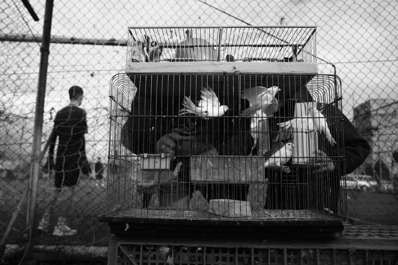 © Ali Rıza Yıldırım - Image from the Istanbul Edirnekapı Bird Bazaar photography project