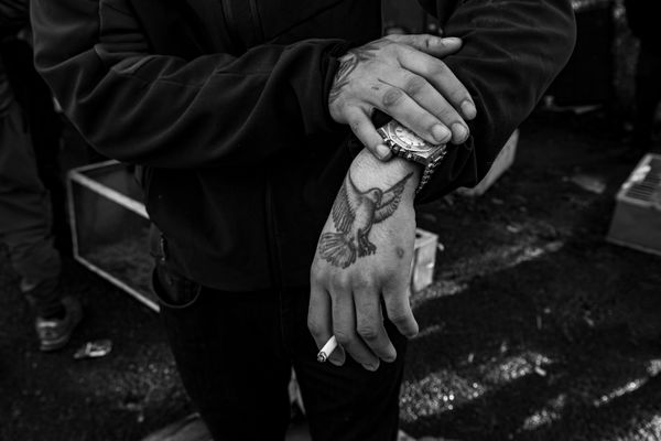 © Ali Rıza Yıldırım - A man devoted to the world of pigeons displays a pigeon tattoo that covers his hand.